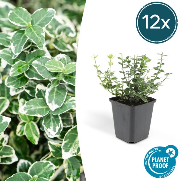 Bodendecker - Kriechspindel - Euonymus fortunei 'Emerald Gaiety' - 9cm Topf - Set mit 12 Pflanzen