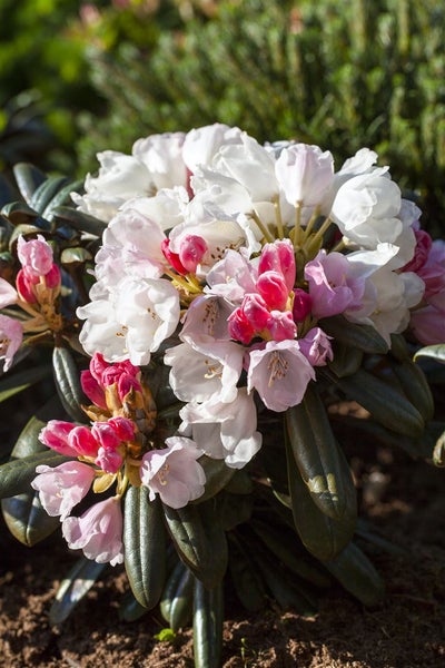 Rhododendron yakushimanum 'Edelweiß', weiß, 20–25 cm