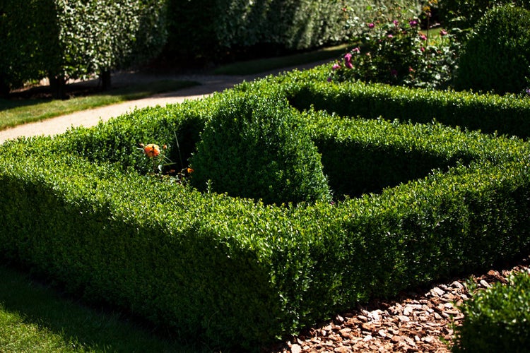 Buxus sempervirens 'Arborescens', Buchsbaum, 40–50 cm