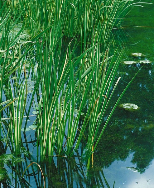 Acorus calamus, Kalmus, ca. 9x9 cm Topf, aromatisch
