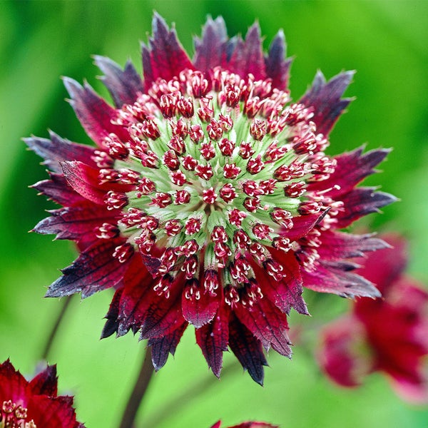 Blüte der Sterndolde im Detail