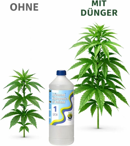 Vergleich der Wirkung von Advanced Hydroponics of Holland 1 Grow: Eine kleine Pflanze ohne Dünger und eine größere, kräftigere Pflanze mit Dünger.
