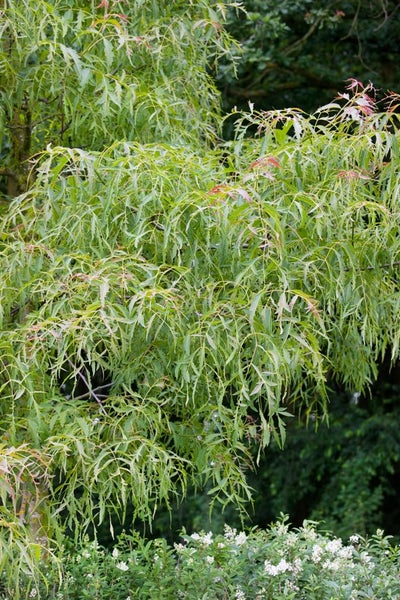 Juglans regia, Walnussbaum, 125–150 cm, robust