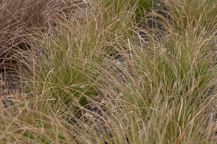 Carex testacea, Neuseeländisches Segge, orange-braun, ca. 9x9 cm Topf