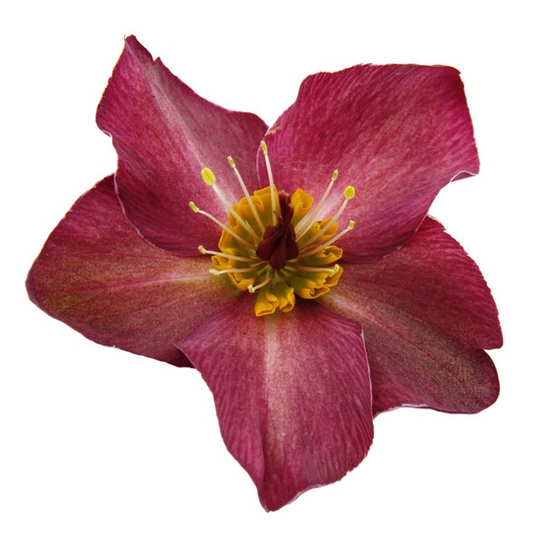 Christrose Schneerose Helleborus Ice n Roses mit vielen Knospen im 15cm Topf Early Red Rot blühend