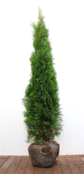 Lebensbaum Thuja Smaragd als Solitärpflanze mit Wurzelballen