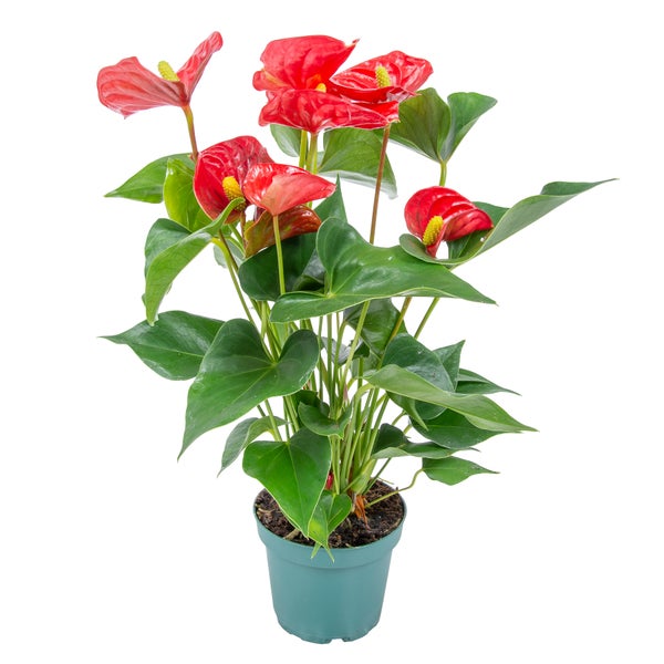 Anthurium 'Aristo' Rot - Flamingopflanze - Zimmerpflanze - Pflegeleicht - ⌀12 cm - ↕30-40 cm