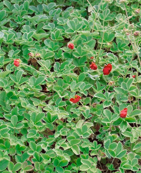 Potentilla atrosanguinea, Fingerstrauch, leuchtend rot, ca. 9x9 cm Topf