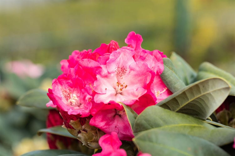 Rhododendron yakushimanum 'Morgenrot', rosa Blüten, 30–40 cm