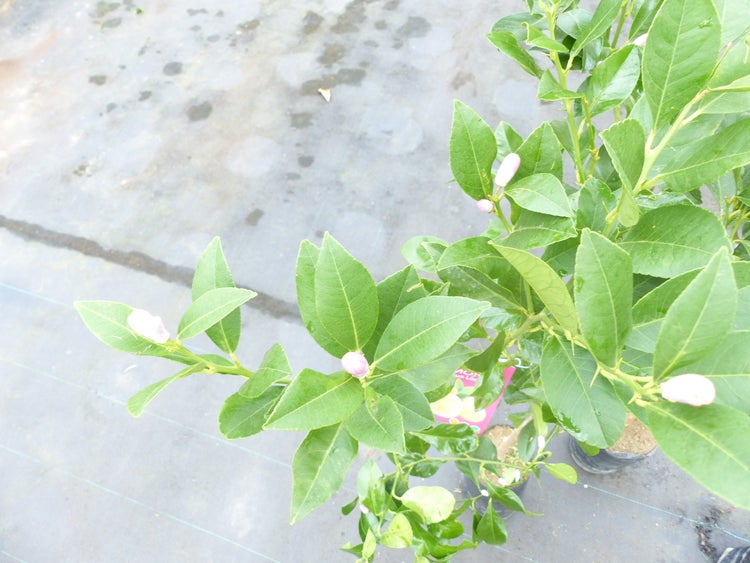 Zitrus Zitronenbaum Zitrone Citrus Limon Limone 160 - 170 cm Zitruspflanze
