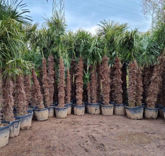 Trachycarpus Fortunei Hanfpalme ca. 300 cm Hoch Winterhart bis –19 °C