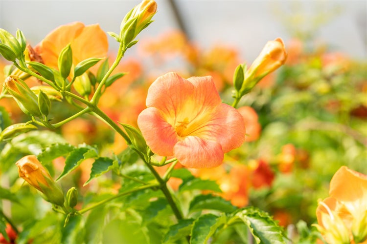 Campsis radicans 'Grandiflora', Trompetenblume, orange, 40–60 cm