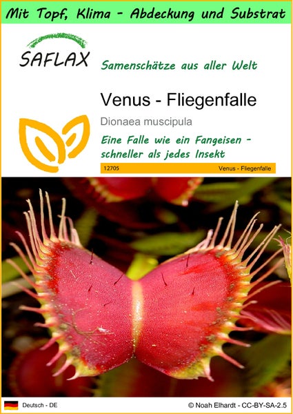 SAFLAX Garden to go - Venus - Fliegenfalle - Dionaea muscipula - 10 Samen - Mit Topf, Klima - Deckel und Anzuchtsubstrat