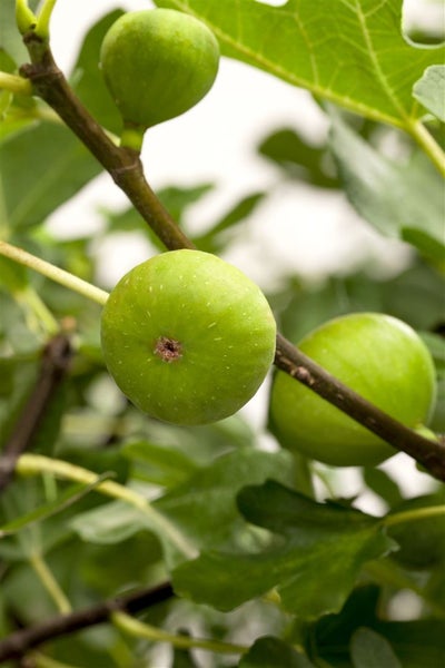 Ficus carica, Feige, 100–125 cm, essbare Früchte