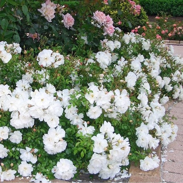 Beet mit blühenden, weißen Rosen