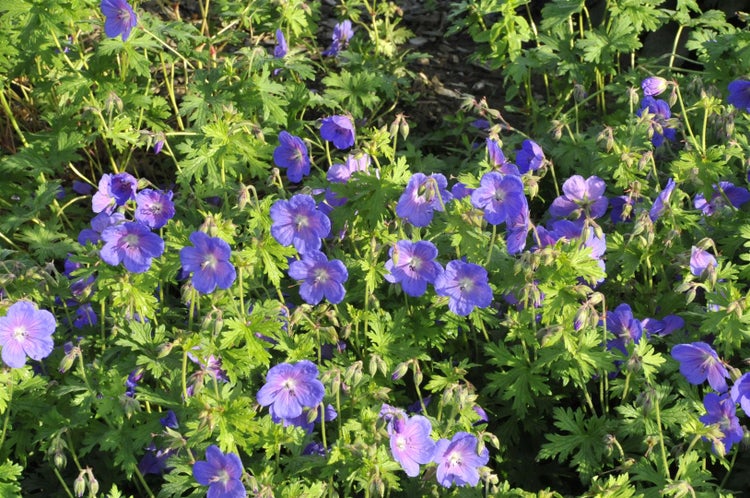 Geranium himalayense 'Gravetye', Storchschnabel, blauviolett, ca. 9x9 cm Topf