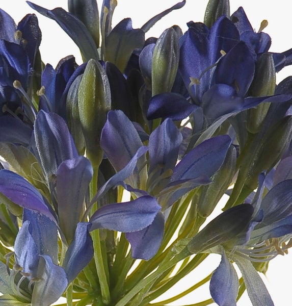 Blaue Schmucklilie Agapanthus mit langem grünem Stiel.