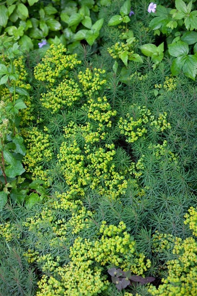 Euphorbia cyparissias 'Fens Ruby', Wolfsmilch, ca. 9x9 cm Topf