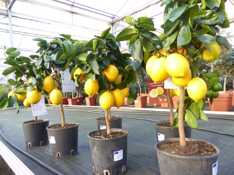 beste Sorte: Bonsai Meyer Meyerii Zitrone echter Zitronenbaum 60 - 70 cm Citrus Limon Zitruspflanze