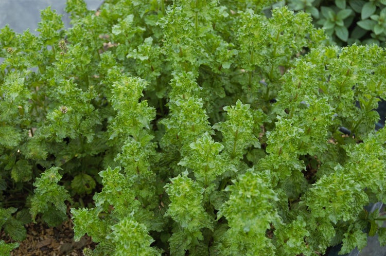 Mentha spicata crispa, Krauseminze, aromatisch, ca. 11x11 cm Topf
