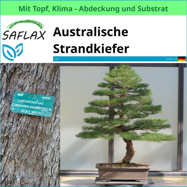 SAFLAX Garden to go - Australische Strandkiefer - Casuarina equisetifolia - 200 Samen - Mit Topf, Klima - Deckel und Anzuchtsubstrat