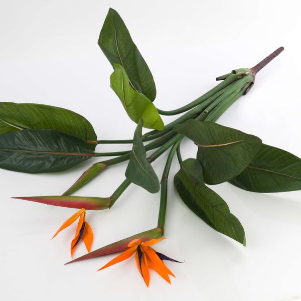 Künstliche Strelitzie mit grünen Blättern und zwei orangefarbenen Blüten an langen Stielen.