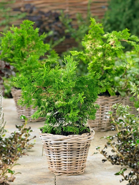 Zypressen-Topfpflanze im Weidenkorb für den Garten