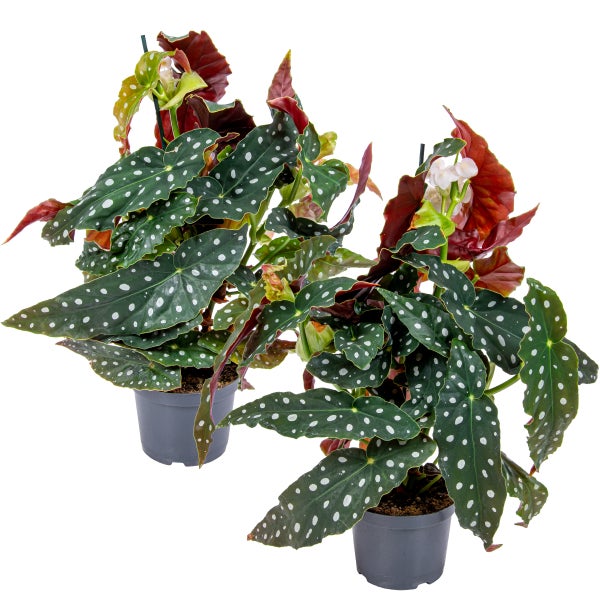 Begonia maculata | Polka Dot Plant pro 2 Stäbchen - Camerplant im Baumschultopf ⌀12 cm - ↕25-35 cm