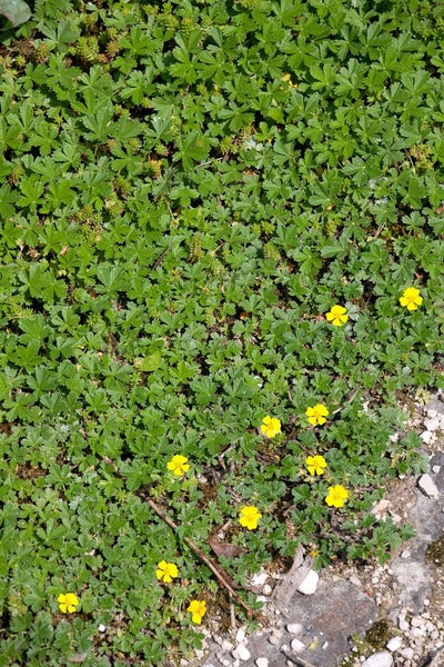 Potentilla neumanniana, Fingerkraut, gelb, ca. 9x9 cm Topf