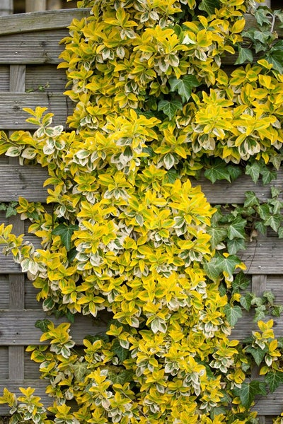 Euonymus fortunei 'Emerald'n Gold', Spindelstrauch, ca. 9x9 cm Topf