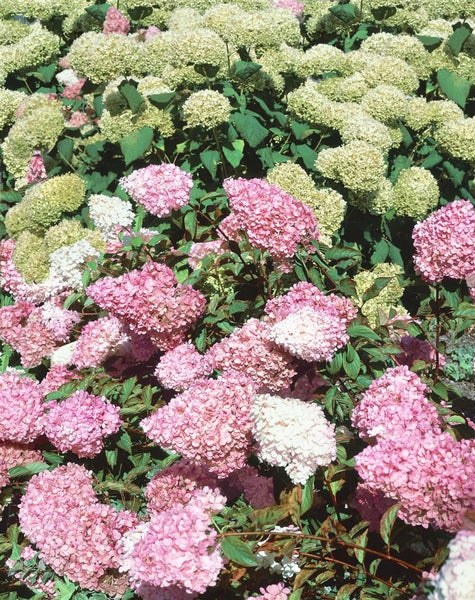 Hydrangea paniculata 'Vanille-Fraise', Rispenhortensie, zweifarbig, 60–100 cm
