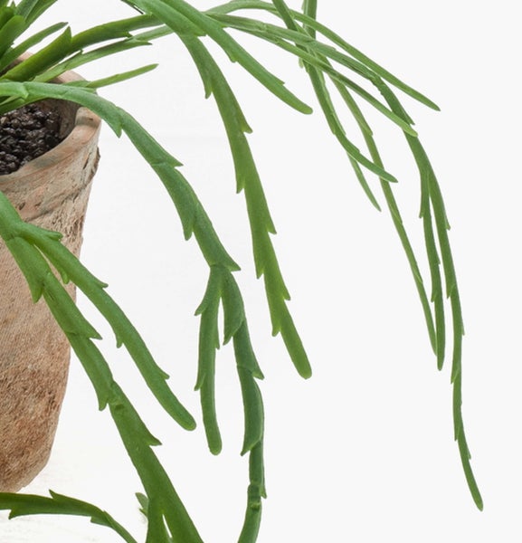 Nahaufnahme einer Rhipsalis Zimmerpflanze mit herabhängenden grünen Trieben in einem rustikalen Tontopf.