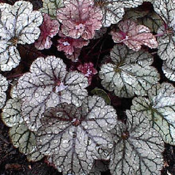 Nahaufnahme von Heuchera Pflanzen mit Blattstruktur