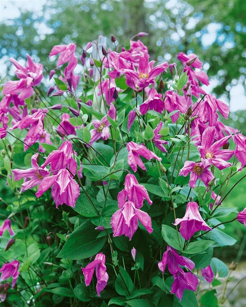 Clematis integrifolia 'Aljonushka', Glockenrebe, rosa, 60–100 cm