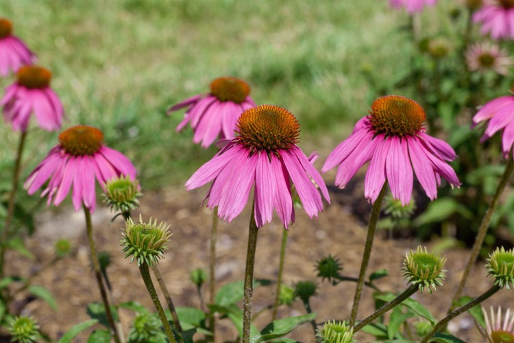 Echinacea purpurea 'Kim's Knee High', Sonnenhut, rosa, ca. 11x11 cm Topf