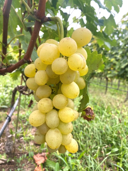 Eine Traube heller Weintrauben hängt an einem Rebstock in einem Weinberg.