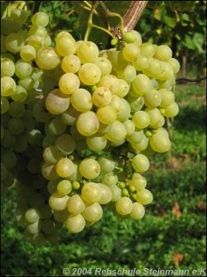 Eine Traube mit hellen Weinbeeren an einer Weinrebe im Weinberg.