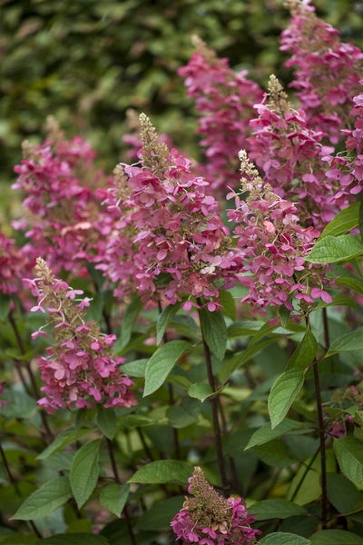 Hydrangea paniculata 'Pinky Winky', Rispenhortensie, zweifarbig, 60–80 cm