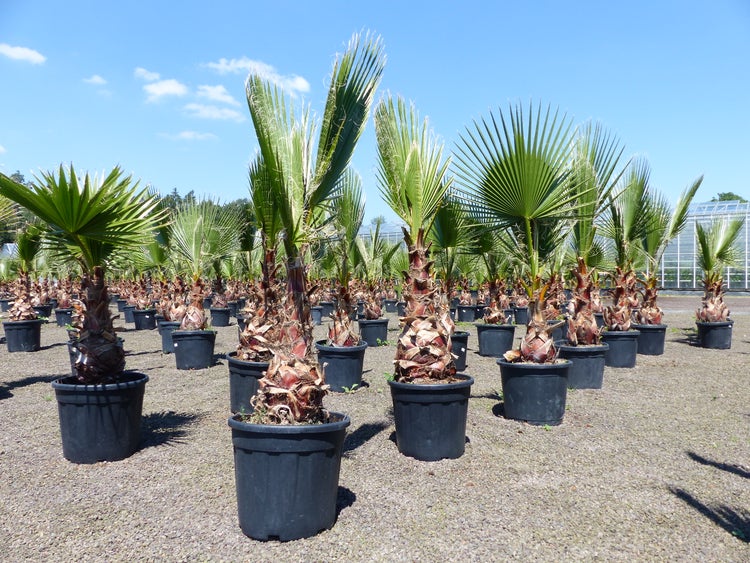Mehrere Yucca-Pflanzen mit langen, spitzen grünen Blättern in schwarzen Kunststofftöpfen, aufgestellt in einem hellen Gewächshaus.