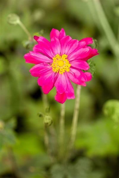 Anemone japonica 'Bressingham Glow', Herbstanemone, rosa, ca. 9x9 cm Topf