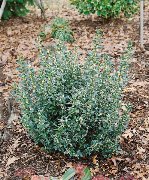 Sarcococca confusa, Duftende Schattenblume, immergrün, 2 Liter Container