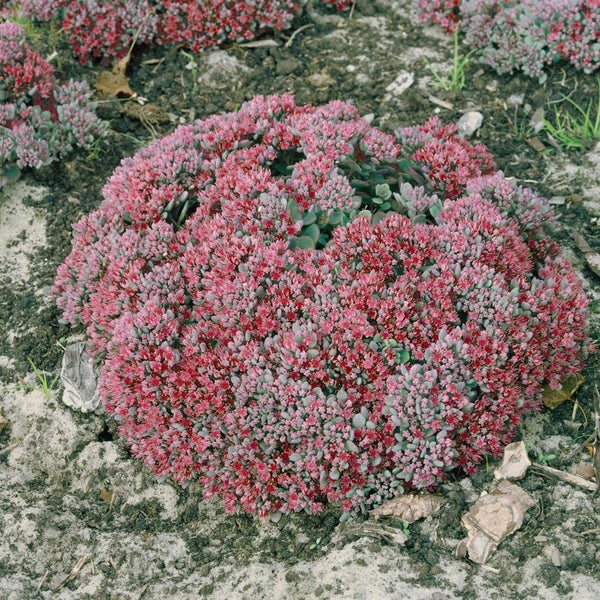 Sedum cauticola 'Lidakense', Fetthenne, rosa Blüten, ca. 9x9 cm Topf