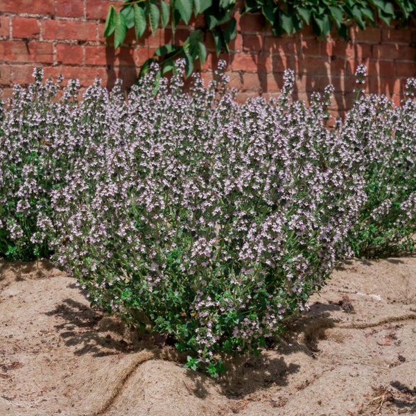 Blühender Thymianstrauch im Garten vor einer Ziegelmauer