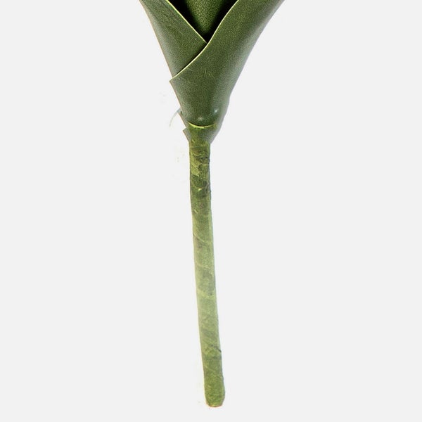 Guzmania Bromelie mit roten Hochblättern und grünen Blättern.