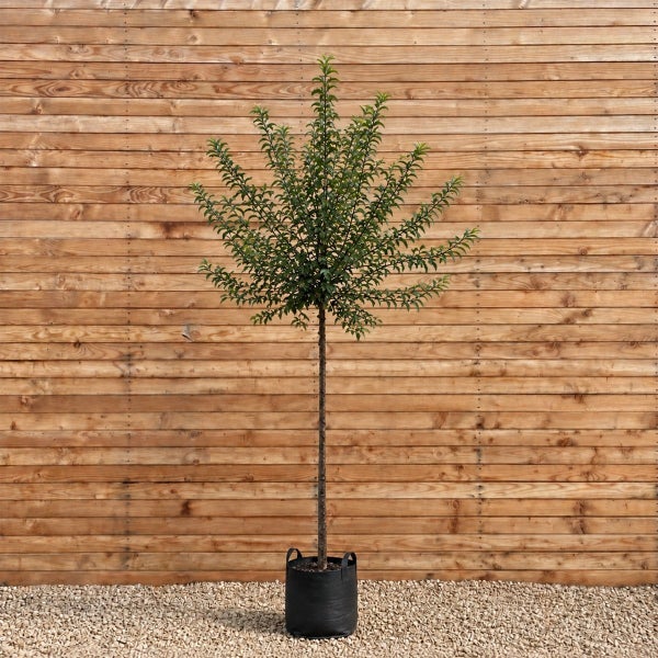 Ein hochstämmiger Baum im schwarzen Pflanzsack vor einer horizontalen Holzfassade.