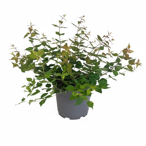 Blühender Zierstrauch in einem Kunststofftopf für den Garten