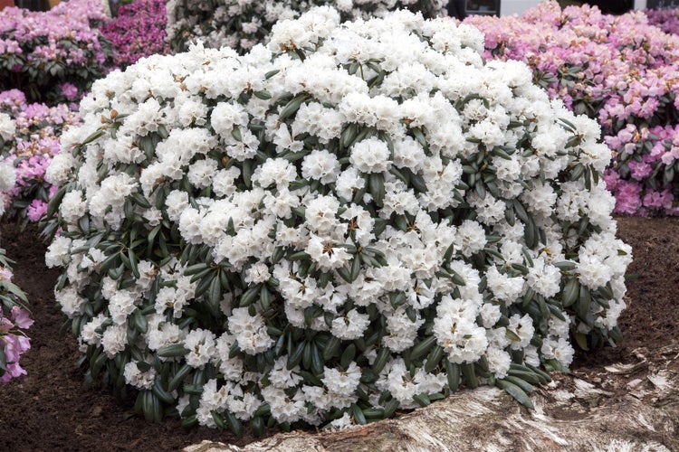 Rhododendron yakushimanum 'Schneekissen', weiß, 30–40 cm