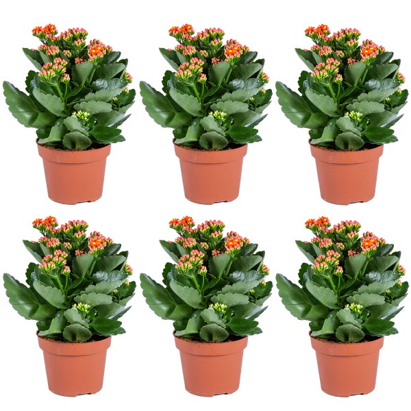 Femer Firmenschild mit dem Text 'Geh mal Bier holen!'