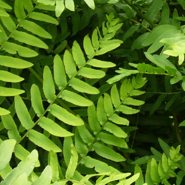 Nahaufnahme von Farnblättern