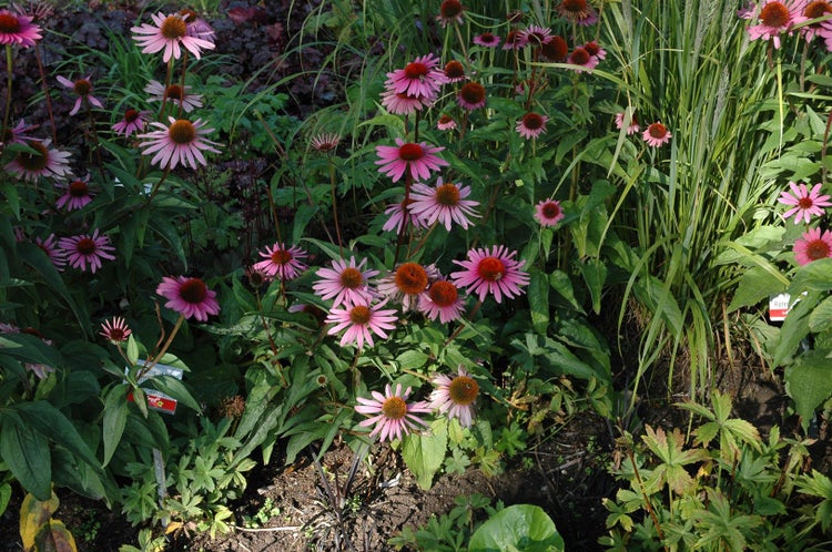 Echinacea purpurea 'Magnus', Sonnenhut, rosa, ca. 9x9 cm Topf